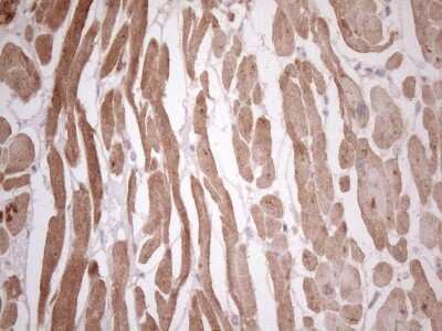 Immunohistochemistry: TCAP Antibody (OTI11H10) [NBP2-46084]