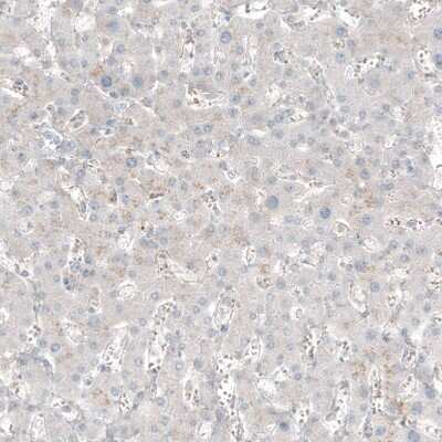 Immunohistochemistry-Paraffin: TCAP Antibody [NBP1-85544]