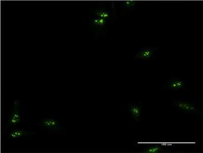 Immunocytochemistry/ Immunofluorescence: TCEA1 Antibody (1B7) [H00006917-M06]