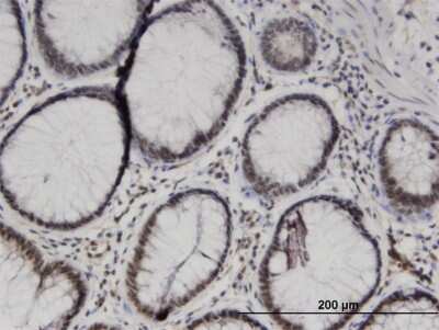 Immunohistochemistry-Paraffin: TCEA1 Antibody (1B7) [H00006917-M06]