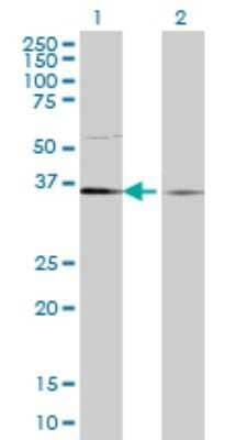 Western Blot: TCEA1 Antibody (1B7) [H00006917-M06]