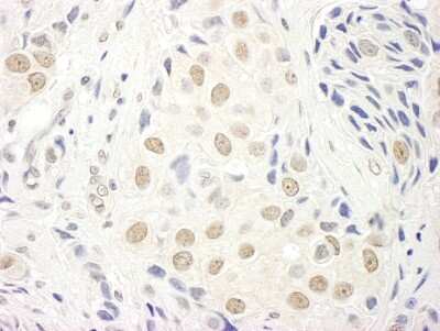 Immunohistochemistry-Paraffin: TCEA1 Antibody [NBP1-26624]