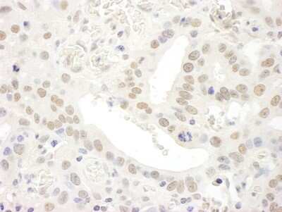 Immunohistochemistry-Paraffin: TCEA1 Antibody [NBP1-26625]