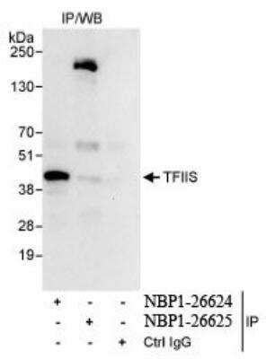 Immunoprecipitation: TCEA1 Antibody [NBP1-26624]