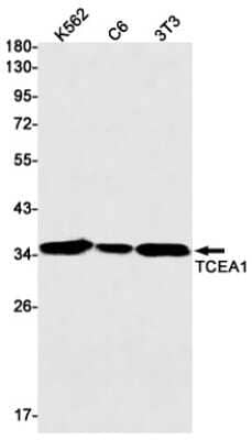 Western Blot: TCEA1 Antibody (S02-6C9) [NBP3-15098]