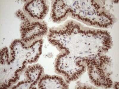 Immunohistochemistry: TCEAL1 Antibody (OTI2G10) [NBP2-46085]