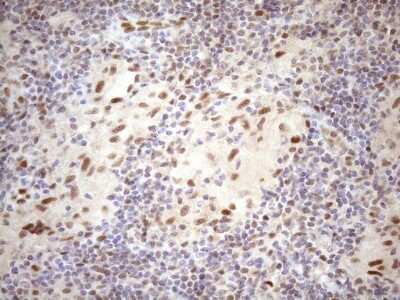 Immunohistochemistry: TCEAL1 Antibody (OTI2G10) [NBP2-46085]