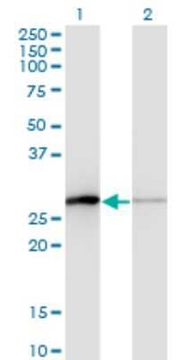 Western Blot: TCEAL1 Antibody (3B9) [H00009338-M01]