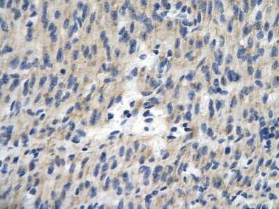 Immunohistochemistry-Paraffin: TCEAL1 Antibody [NBP3-10374]