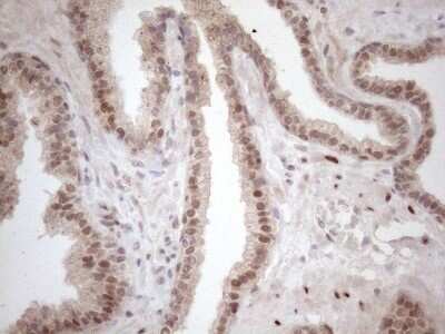 Immunohistochemistry: TCEAL1 Antibody (OTI2G10) - Azide and BSA Free [NBP2-74472]
