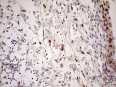 Immunohistochemistry: TCEAL1 Antibody (OTI2G10) - Azide and BSA Free [NBP2-74472]