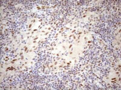Immunohistochemistry: TCEAL1 Antibody (OTI2G10) - Azide and BSA Free [NBP2-74472]