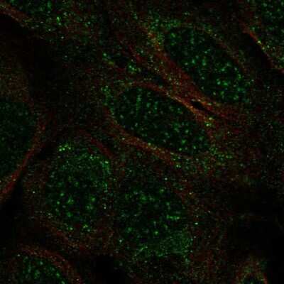 Immunocytochemistry/ Immunofluorescence: TCEAL2 Antibody [NBP2-56423]