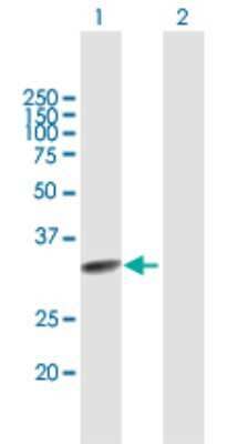 Western Blot: TCEAL2 Antibody [H00140597-B01P]