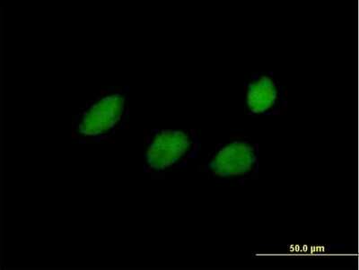 Immunocytochemistry/ Immunofluorescence: TCEAL4 Antibody [H00079921-B01P]
