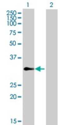 Western Blot: TCEAL4 Antibody [H00079921-B01P]