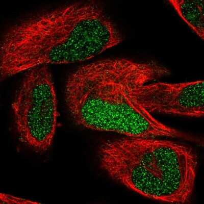 Immunocytochemistry/ Immunofluorescence: TCEAL7 Antibody [NBP2-56168]