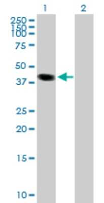 Western Blot: TCEANC Antibody [H00170082-B01P]