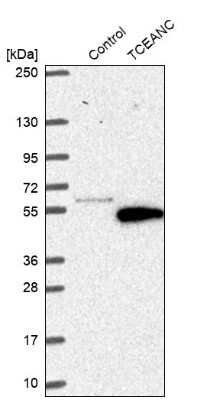 Western Blot: TCEANC Antibody [NBP1-81184]