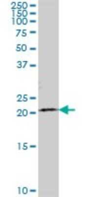 Western Blot: TCEANC2 Antibody [H00127428-B01P]