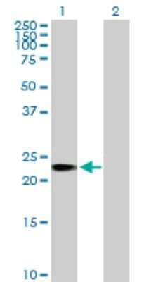 Western Blot: TCEANC2 Antibody [H00127428-B01P]
