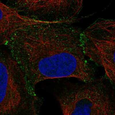 Immunocytochemistry/ Immunofluorescence: TCEB1 Antibody [NBP2-58862]