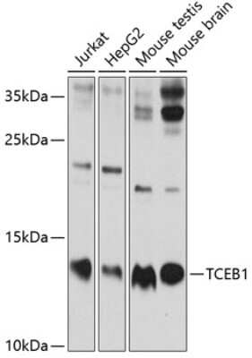 Western Blot: TCEB1 AntibodyBSA Free [NBP2-93682]