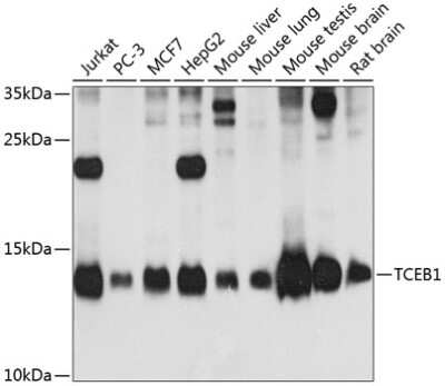 Western Blot: TCEB1 AntibodyBSA Free [NBP2-94131]