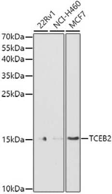 Western Blot: TCEB2 AntibodyBSA Free [NBP2-94034]