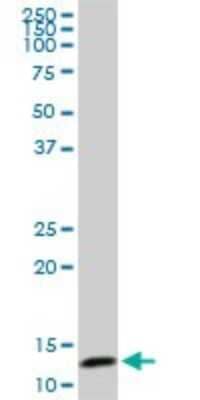 Western Blot: TCEB2 Antibody (6F6) [H00006923-M01]