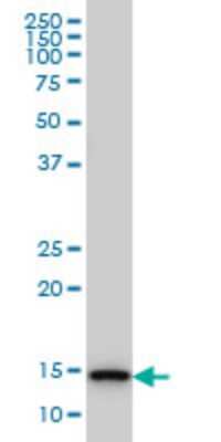Western Blot: TCEB2 Antibody (6F6) [H00006923-M01]