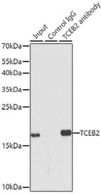 Immunoprecipitation: TCEB2 Antibody - BSA Free [NBP2-94034]