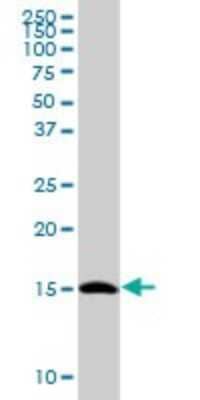 Western Blot: TCEB2 Antibody [H00006923-B01P]