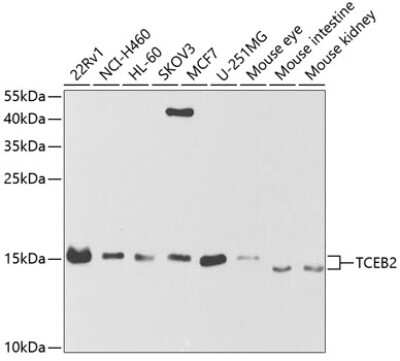 Western Blot: TCEB2 AntibodyBSA Free [NBP2-94149]