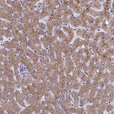 Immunohistochemistry-Paraffin: TCEB3B Antibody [NBP1-92482]