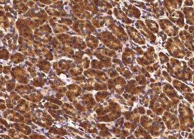 Immunohistochemistry-Paraffin: TCERG1L Antibody (05) [NBP3-05852]