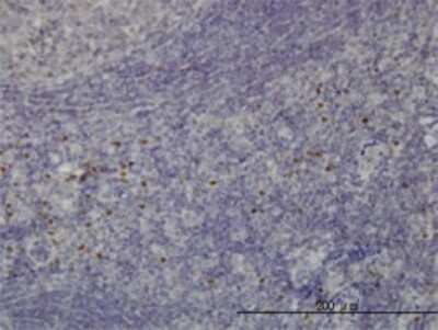 Immunohistochemistry-Paraffin: TCF-12/HTF4 Antibody (2E9) [H00006938-M01]