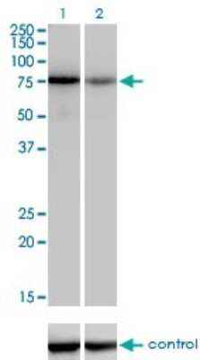 Western Blot: TCF-12/HTF4 Antibody (2E9) [H00006938-M01]