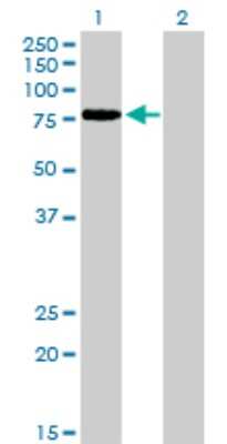 Western Blot: TCF-12/HTF4 Antibody (2E9) [H00006938-M01]