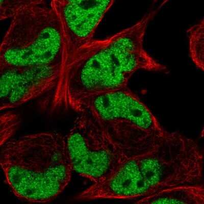 Immunocytochemistry/ Immunofluorescence: TCF-12/HTF4 Antibody [NBP2-57467]