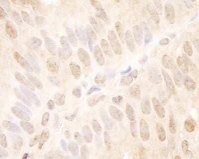 Immunohistochemistry: TCF-12/HTF4 Antibody [NB100-2337]