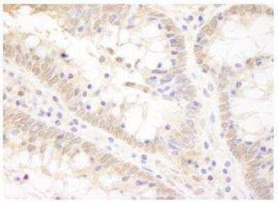 Immunohistochemistry-Paraffin: TCF-12/HTF4 Antibody [NB100-2337]