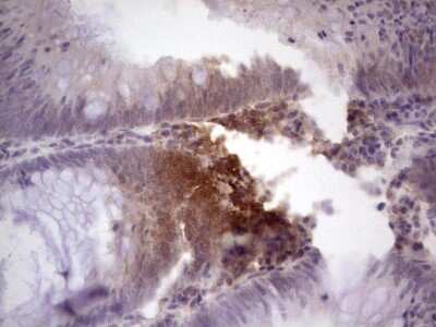 Immunohistochemistry: TCF-12/HTF4 Antibody (OTI4D6) - Azide and BSA Free [NBP2-74473]