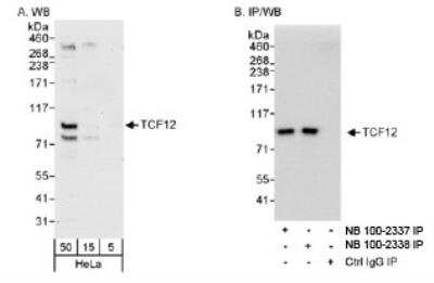 Western Blot: TCF-12/HTF4 Antibody [NB100-2338]