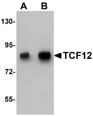 Western Blot: TCF-12/HTF4 AntibodyBSA Free [NBP1-76304]