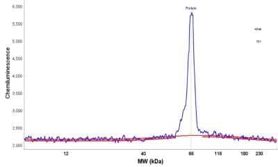 Simple Western: TCF-2/HNF-1 beta Antibody [NBP1-89680]