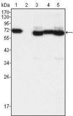 Western Blot: TCF-3/E2A Antibody (6B8)BSA Free [NBP1-42566]