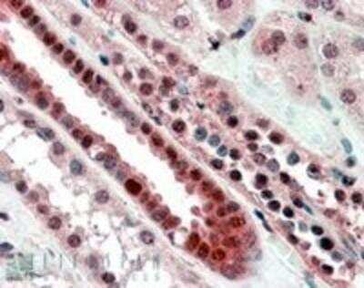 Immunohistochemistry-Paraffin: TCF-3/E2A Antibody [NB100-57092]