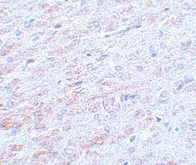 Immunohistochemistry-Paraffin: TCF-3/E2A Antibody - BSA Free [NBP1-77119]