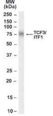 SDS-PAGE: TCF-3/E2A Antibody [NB100-57092]